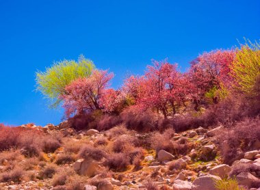 Hunza Vadisi manzarası, Pakistan