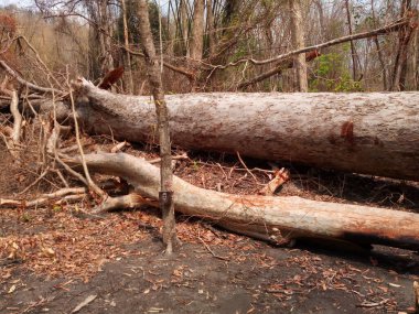 Yağmur ormanlarında ormanların tahrip edilmesi