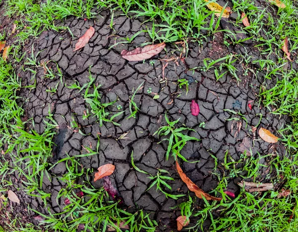 Hierba Recién Germinada Amenazada Por Sequía Las Plantas Pronto Morirán —  Fotos de Stock