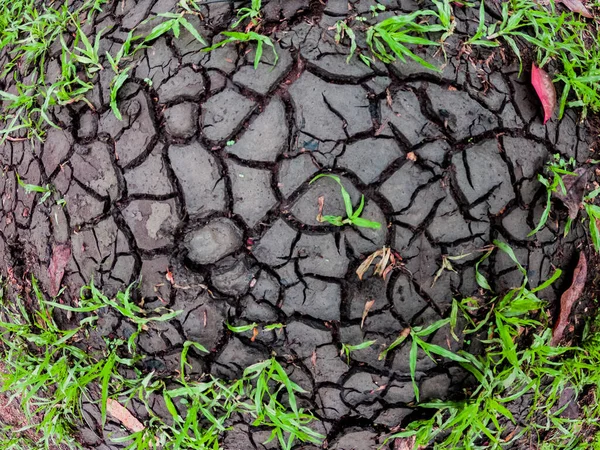 Newly Sprouted Grass Threatened Drought Plants Soon Die — Stock Photo, Image