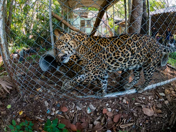 Închide Leopardul Cușcă — Fotografie, imagine de stoc