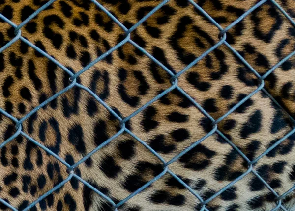 Закрыть Леопарда Клетке — стоковое фото