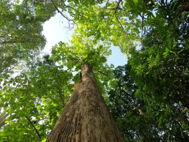 Tik ağacı güneş ışığıyla yukarı bakıyor
