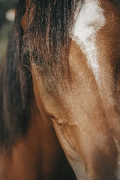 Eye of brown horse in close-up — Stock Photo, Image