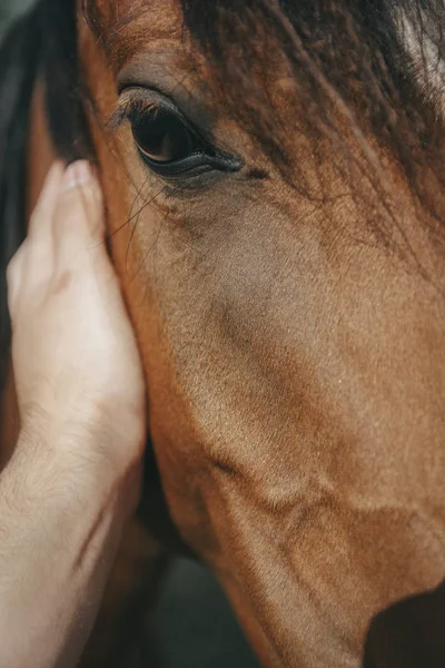 Mann streichelt ein braunes Pferd und legt ihre Hand in einer Nahaufnahme auf dessen Hals — Stockfoto