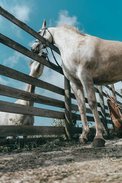 Two beautiful white horses — Stock Photo, Image