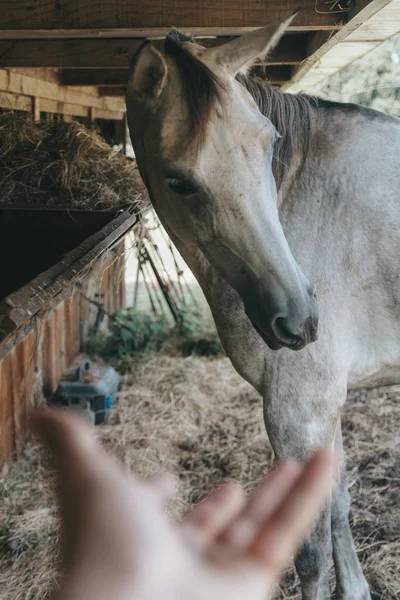 Hand of the farmer offering and horse in the middle of the stable — Stock Photo, Image