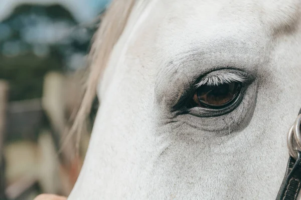 Eye of a white horse — Stock Photo, Image