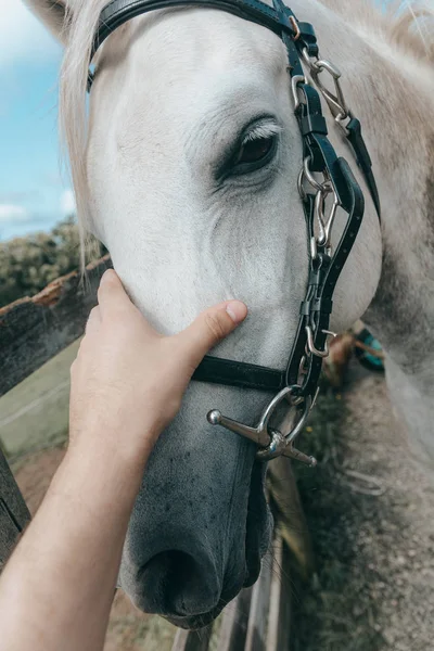 Nahaufnahme eines Pferdekopfes mit Details am Auge und an der Reiterhand. geschirrtes Pferd an der Leine - Details aus nächster Nähe. ein Hengstpferd beim Reiten. ein Bild eines Reiters auf einem weißen Pferd in Bewegung — Stockfoto