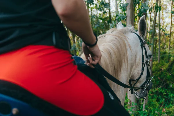 Schimmel im Wald mit Reiterin — Stockfoto