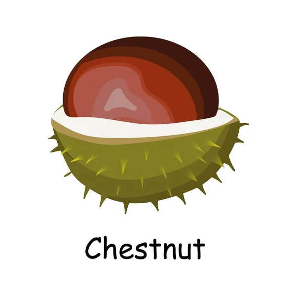 Fruta de la castaña. Nuez en piel de púas. Chestnut. Marrón. Ilustración vectorial aislada sobre fondo blanco .. — Vector de stock