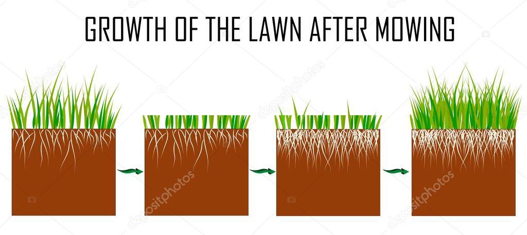 Steps of the lawn mowing process - before and after, lawn grass care services, gardening and landscape design, separate illustrations for articles, infographics or instructions on a white background.
