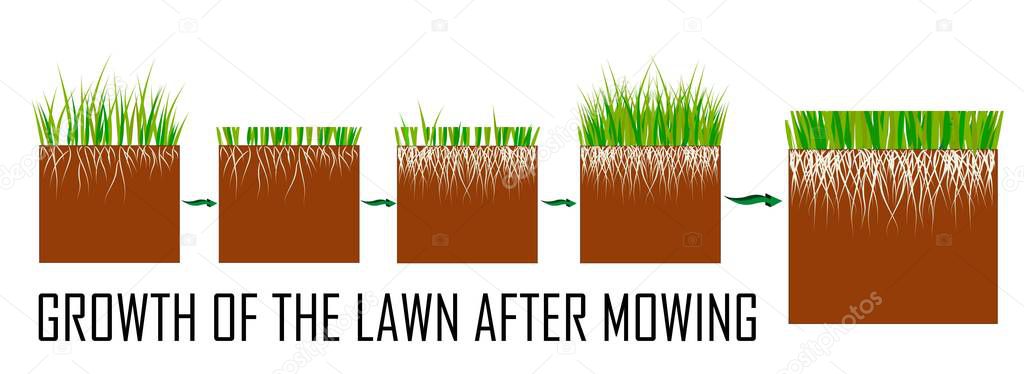 Steps of the lawn mowing process - before and after, lawn grass care services, gardening and landscape design, separate illustrations for articles, infographics or instructions on a white background.
