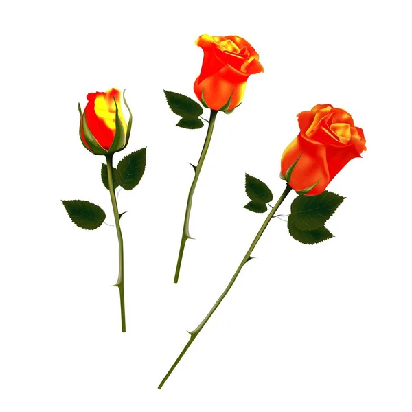 Roses isolated on a white background. Orange roses. Vector illustration. Design element for greeting cards. Flower, bud — 스톡 벡터