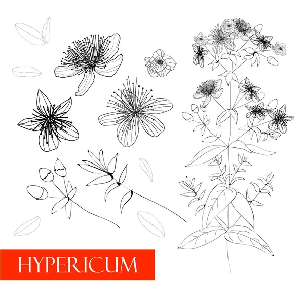 Plante Hypericum Illustration Linéaire Plantes Médicinales Dessin Vectoriel Champ Floral — Image vectorielle