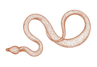 Hand drawn vintage snake illustration. Graphic sketch for posters, tattoos, clothes, design t-shirts, pins, stripes, badges, stickers. Poisonous snakes. Isolated on a white background. clipart