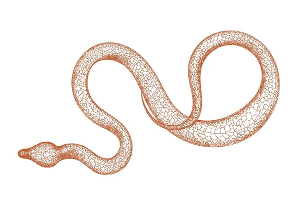 Ilustração Serpente Vintage Desenhado Mão Esboço Gráfico Para Cartazes Tatuagens — Vetor de Stock