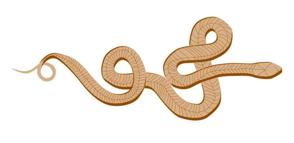 Modèle Vecteur Serpent Cerf Volant Isolé Sur Fond Blanc Animaux — Image vectorielle