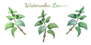 Suluboya okaliptüs yaprağı seti. El çizimi bahar ve yaz dekoratif çizimleri. Düğün, doğum günü çizimi, tebrik kartları, davetiyeler, çiçek tasarımı, desenler, çerçeve şablonları. Botanik dekorasyonu.                                 