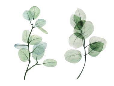 Suluboya okaliptüs yaprağı seti. El çizimi bahar ve yaz dekoratif çizimleri. Düğün, doğum günü çizimi, tebrik kartları, davetiyeler, çiçek tasarımı, desenler, çerçeve şablonları. Botanik dekorasyonu.                                 