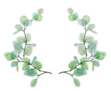 Suluboya okaliptüs yaprağı şablonu. El çizimi bahar ve yaz dekoratif çizimleri. Düğün, doğum günü ve sevgililer günü resmi. Tebrik kartları, davetiyeler, çiçek tasarımı için. Çiçek dekorasyonu.                                 