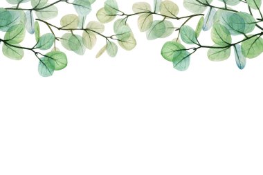 Suluboya okaliptüs yaprağı şablonu. El çizimi bahar ve yaz dekoratif çizimleri. Düğün, doğum günü ve sevgililer günü resmi. Tebrik kartları, davetiyeler, çiçek tasarımı için. Çiçek dekorasyonu.                                 