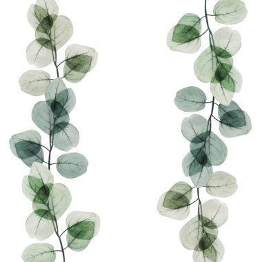 Suluboya okaliptüs yaprağı şablonu. El çizimi bahar ve yaz dekoratif çizimleri. Düğün, doğum günü ve sevgililer günü resmi. Tebrik kartları, davetiyeler, çiçek tasarımı için. Çiçek dekorasyonu.                                 