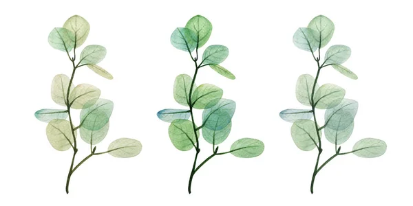 Aquarelle Fleurs Eucalyptus Feuille Ensemble Illustration Décorative Dessinée Main Printemps — Photo