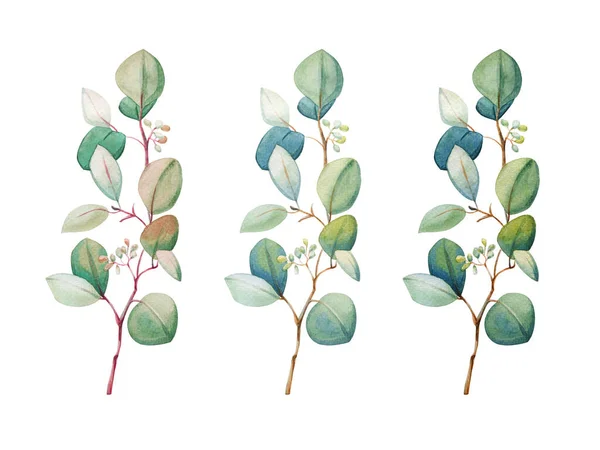 Aquarelle Fleurs Eucalyptus Feuille Ensemble Illustration Décorative Dessinée Main Printemps — Photo