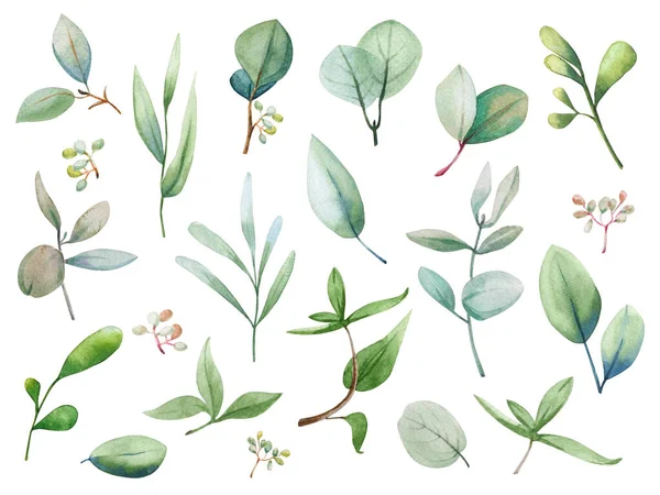 Conjunto Folhas Eucalipto Floral Aquarela Mão Desenhada Primavera Verão Ilustração — Fotografia de Stock