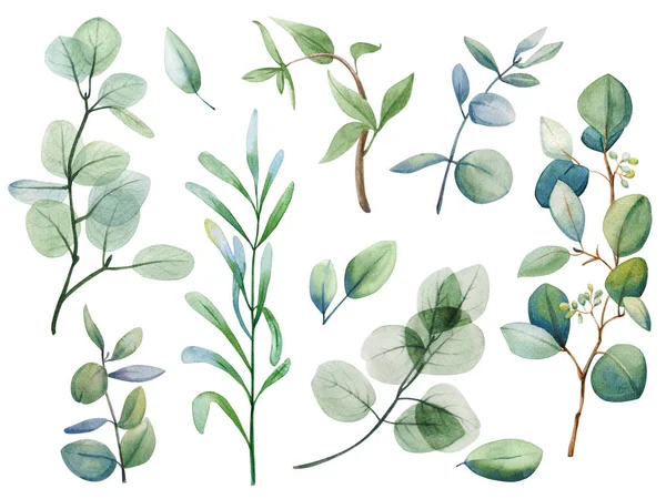 Aquarelle Fleurs Eucalyptus Feuille Ensemble Illustration Décorative Dessinée Main Printemps — Photo