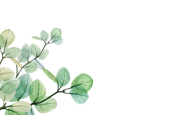 Modèle Cadre Feuille Eucalyptus Floral Aquarelle Illustration Décorative Dessinée Main — Photo