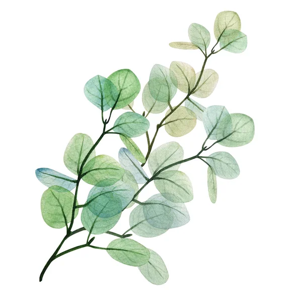 Watercolor Floral Eucalyptus Leaf Branch Hand Drawn Spring Summer Decorative — Stock Photo, Image