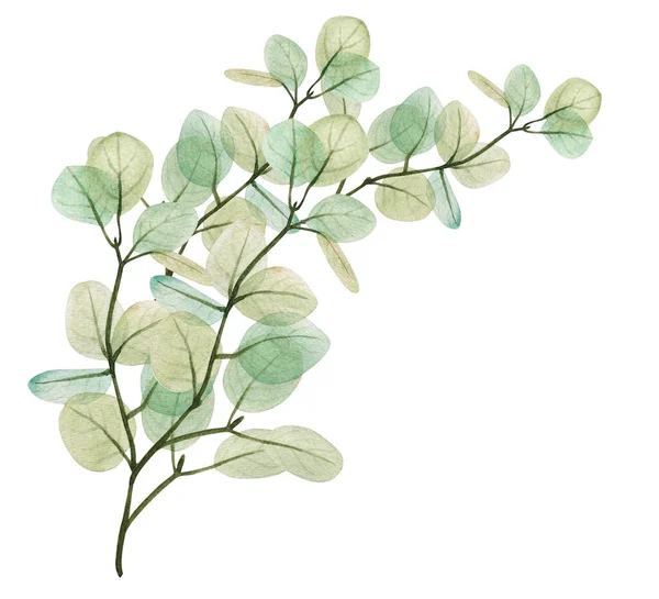 Aquarelle Branche Florale Feuille Eucalyptus Illustration Décorative Dessinée Main Printemps — Photo