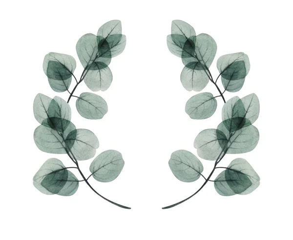 Aquarell Eukalyptusblatt Rahmenschablone Handgezeichnete Dekorative Illustration Für Frühling Und Sommer — Stockfoto