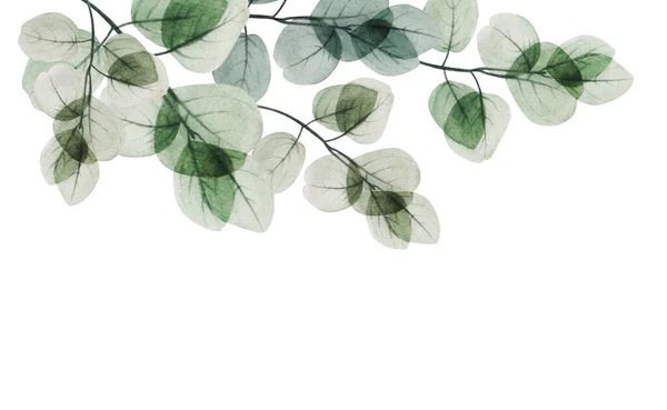 Modèle Cadre Feuille Eucalyptus Floral Aquarelle Illustration Décorative Dessinée Main — Photo