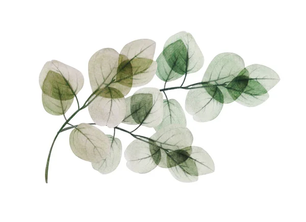 Aquarelle Branche Florale Feuille Eucalyptus Illustration Décorative Dessinée Main Printemps — Photo