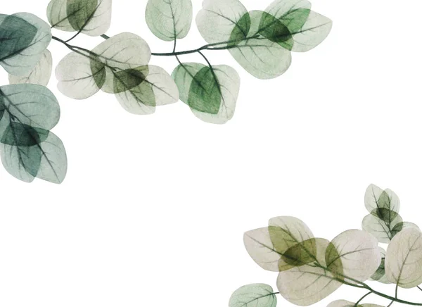 Modèle Cadre Feuille Eucalyptus Floral Aquarelle Ensemble Illustrations Décoratives Dessinées — Photo
