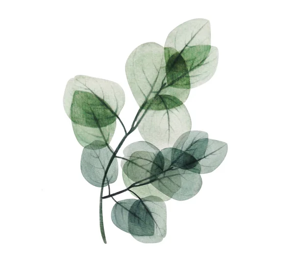 Aquarelle Branche Florale Feuille Eucalyptus Illustration Décorative Dessinée Main Printemps — Photo