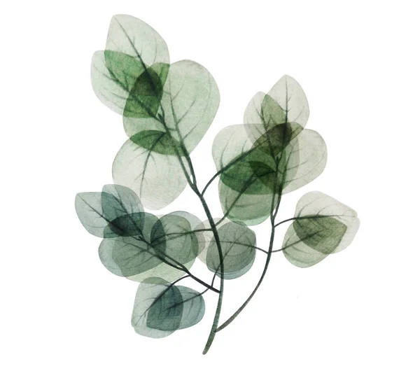 Akwarela Kwiatowy Eukaliptusowy Liść Gałąź Ręcznie Rysowane Wiosna Lato Ilustracja — Zdjęcie stockowe