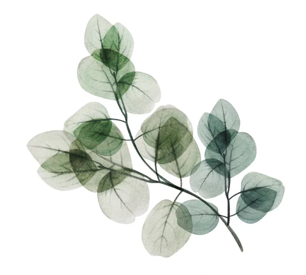 Aquarelle Branche Florale Feuille Eucalyptus Illustration Décorative Dessinée Main Printemps — Photo