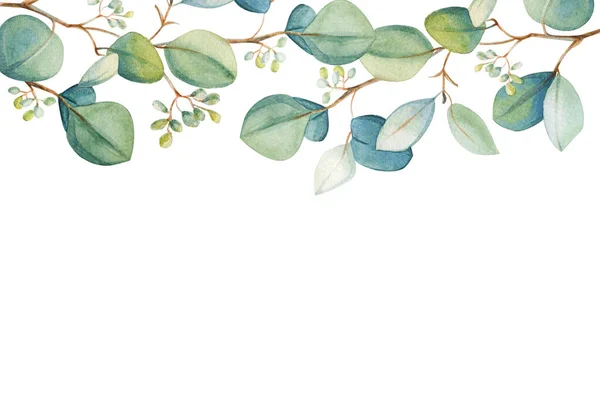 Акварель Квіткового Листя Евкаліптового Каркасу Намалював Весняну Літню Декоративну Ілюстрації — стокове фото