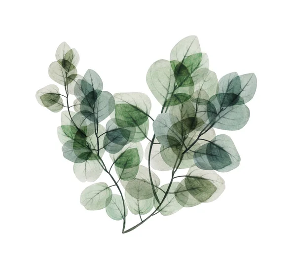 Aquarelle Floral Eucalyptus Branche Feuille Coeur Illustration Printemps Été Dessinée — Photo