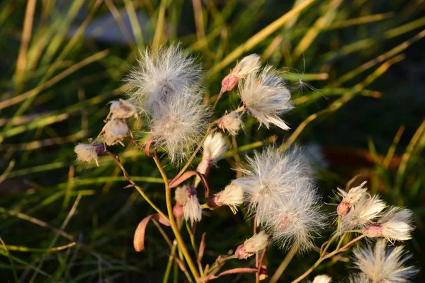 Schöne Blumen Garten — Stockfoto