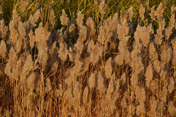 Золотая Трава Поле Золотой Травы — стоковое фото