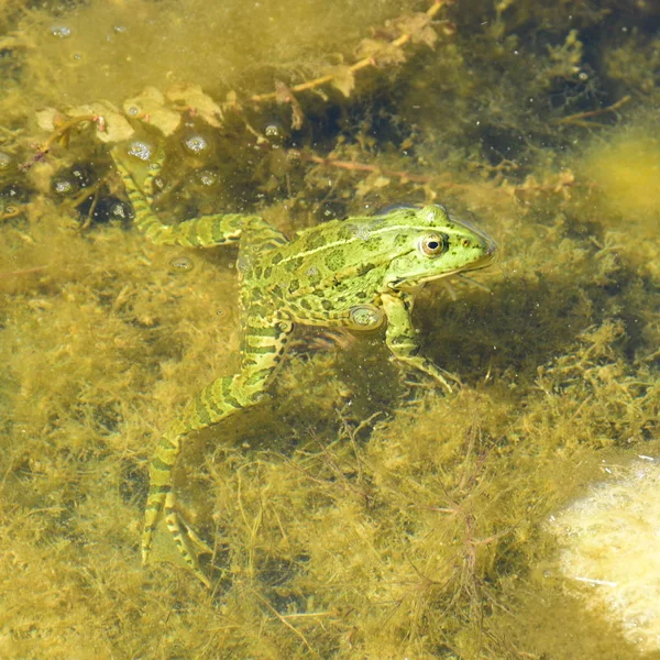 Πράσινος Βάτραχος Στο Νερό — Φωτογραφία Αρχείου