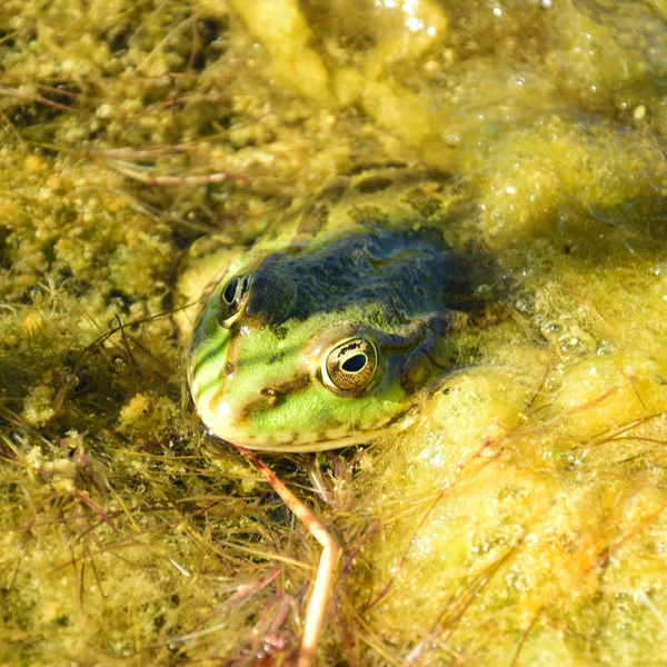 池の中のカエル — ストック写真