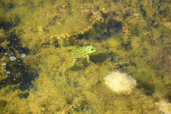 Frosch Wasser Einem Sumpf — Stockfoto