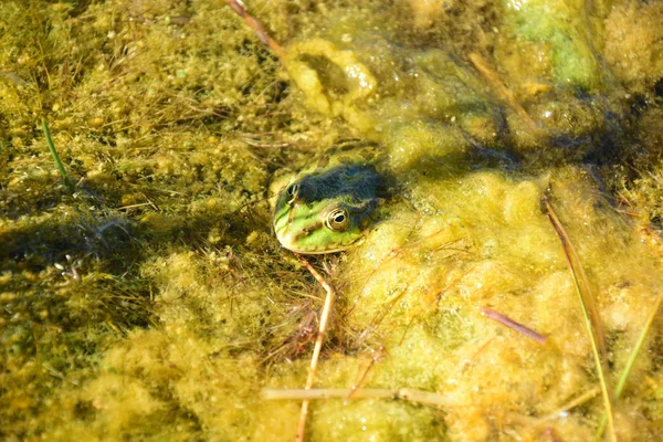 Sapo Verde Lago — Fotografia de Stock