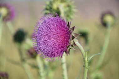 Çayırdaki devedikeni çiçekleri, yaz günü.